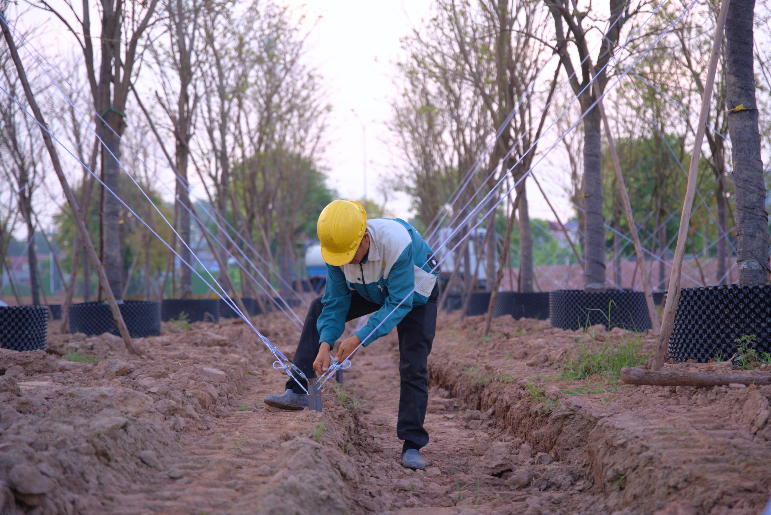 Công nhân tỉ mẩn siết cáp để giữ cây thẳng đứng và chống đổ khi có gió bão